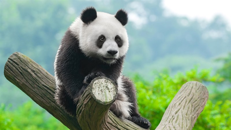 Ảnh gấu trúc panda - 14 (Kích thước: 1920 x 1080)