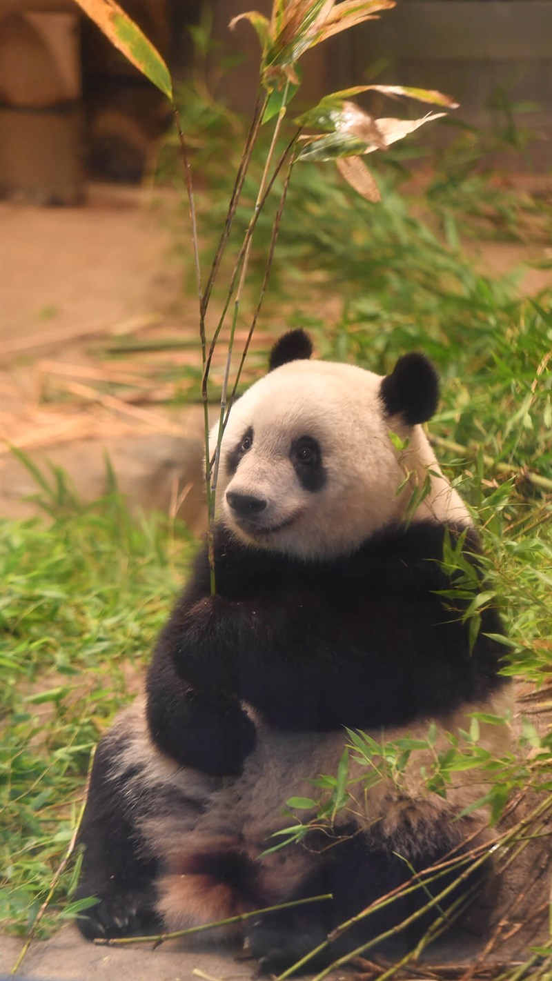 Ảnh gấu trúc panda - 8 (Kích thước: 1080 x 1920)