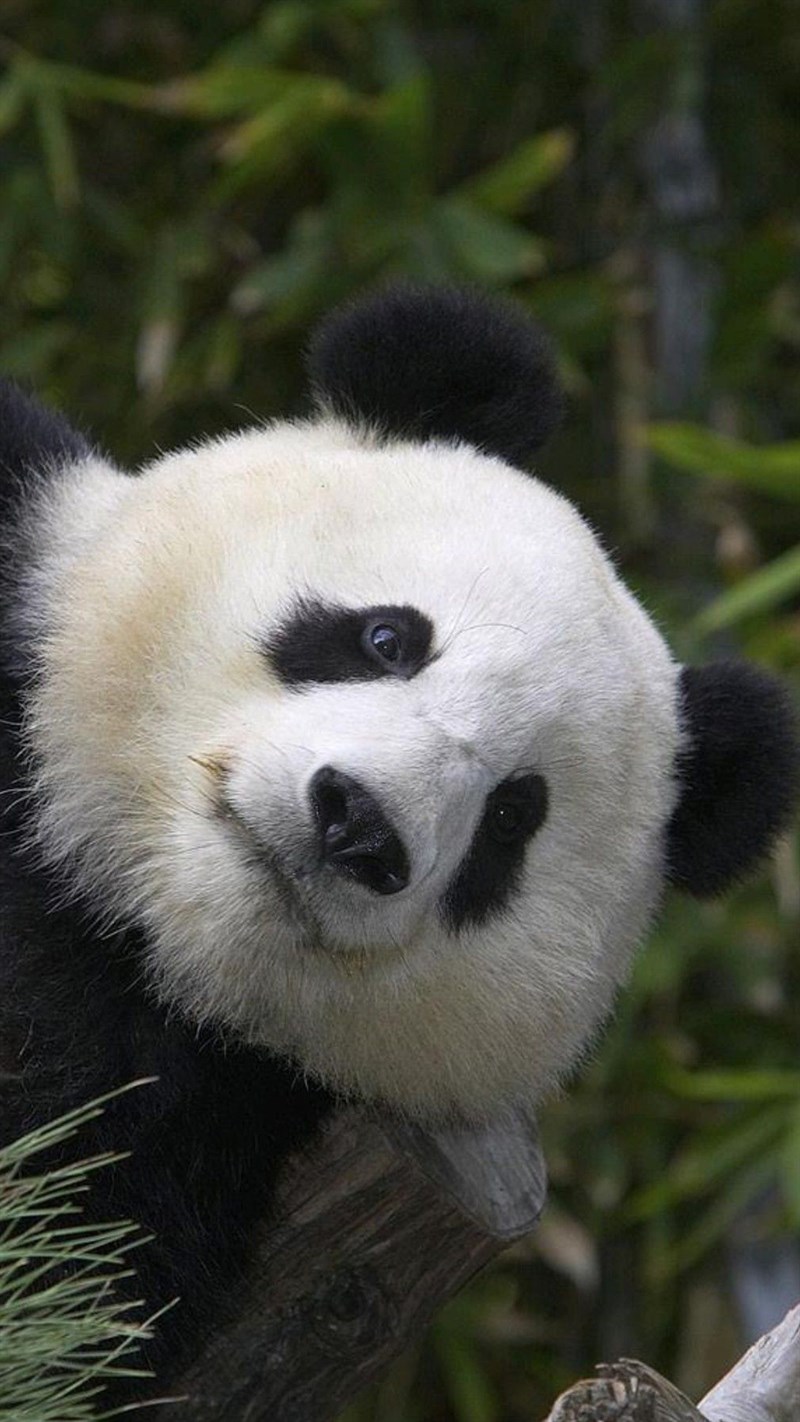 Ảnh gấu trúc panda - 9 (Kích thước: 1080 x 1920)