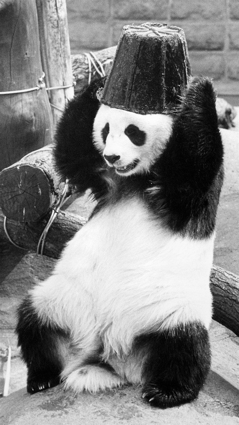 Ảnh gấu trúc panda - 11 (Kích thước: 1080 x 1920)