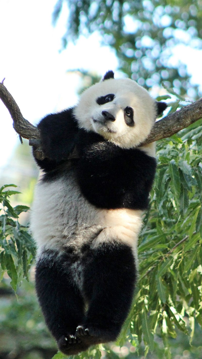 Ảnh gấu trúc panda - 12 (Kích thước: 1080 x 1920)
