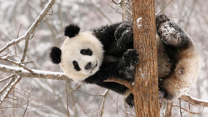 Ảnh gấu trúc panda - 5 (Kích thước: 1920 x 1080)