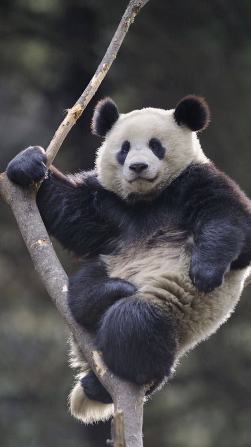 Ảnh gấu trúc panda - 13 (Kích thước: 1080 x 1920)