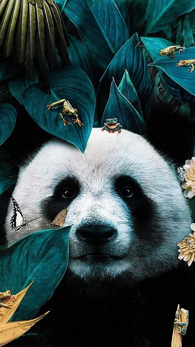 Hình nền gấu trúc Panda dễ thương | Dễ thương, Gấu trúc, Gấu