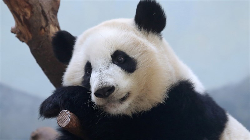 Ảnh gấu trúc panda - 7 (Kích thước: 1920 x 1080)