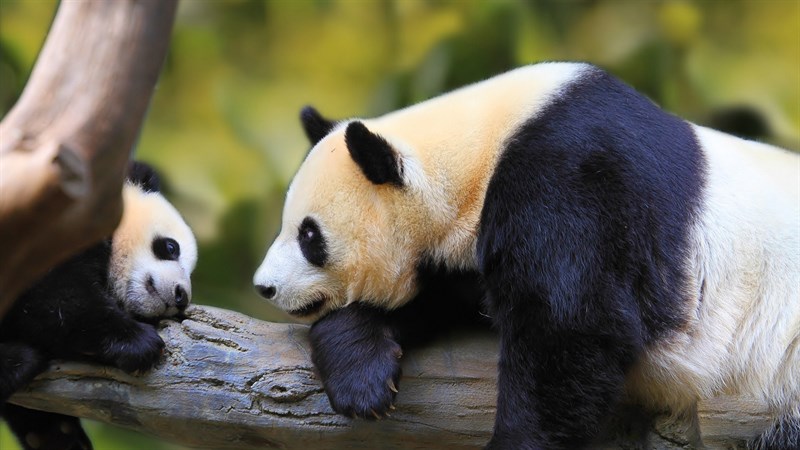 Ảnh gấu trúc panda - 8 (Kích thước: 1920 x 1080)