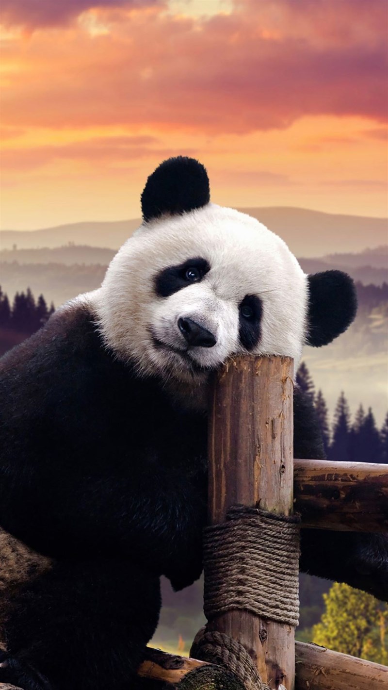 Ảnh gấu trúc panda - 4 (Kích thước: 1080 x 1920)