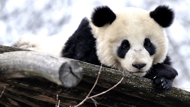 Ảnh gấu trúc panda - 9 (Kích thước: 1920 x 1080)