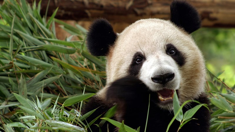 Ảnh gấu trúc panda - 13 (Kích thước: 1920 x 1080)