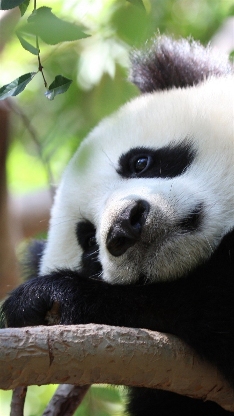Ảnh gấu trúc panda - 2 (Kích thước: 1080 x 1920)