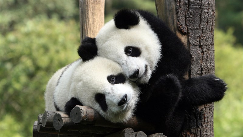 Hình nền Một Chú Gấu Panda Quyến Rũ Trong Hình Minh Họa 3d Với Nền Trắng Bị  Cô Lập Và đường Cắt, Gấu Trúc, Gấu Trúc Nền, Gấu Trúc Con Background Vector