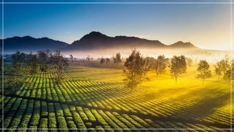 Biển Hồ Chè