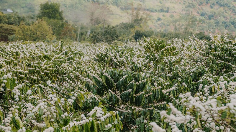 Du lịch khu vực Tây Nguyên