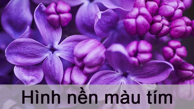 Hình nền : Hoa, màu tím, sáng, Cành cây, cỏ 1920x1200 - wallhaven - 1105449  - Hình nền đẹp hd - WallHere