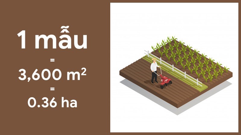 Đơn vị Mẫu