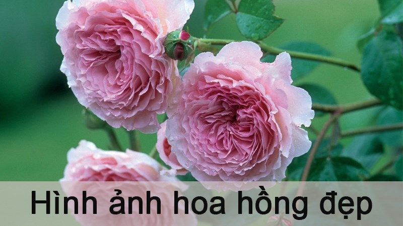 100+ hình nền hoa hồng đẹp nhất dành cho máy tính và điện thoại -  Fptshop.com.vn