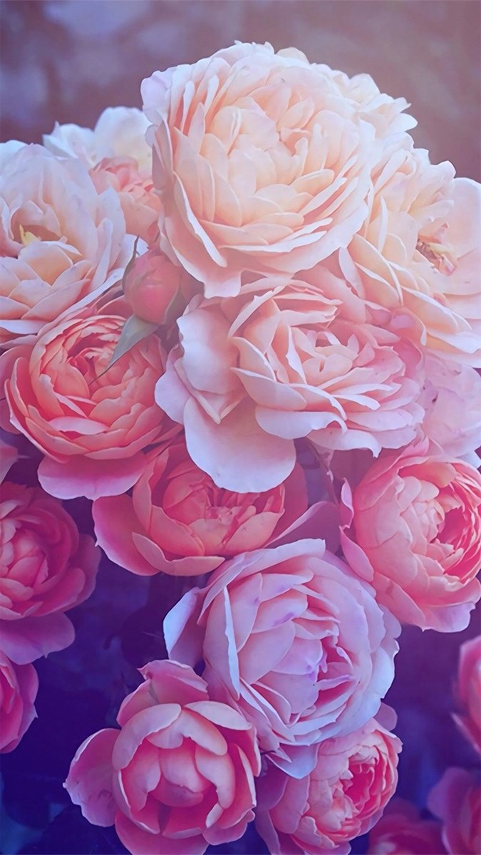 Hình ảnh, ý nghĩa hoa hồng đen đẹp và quyến rũ nhất - Top10tphcm