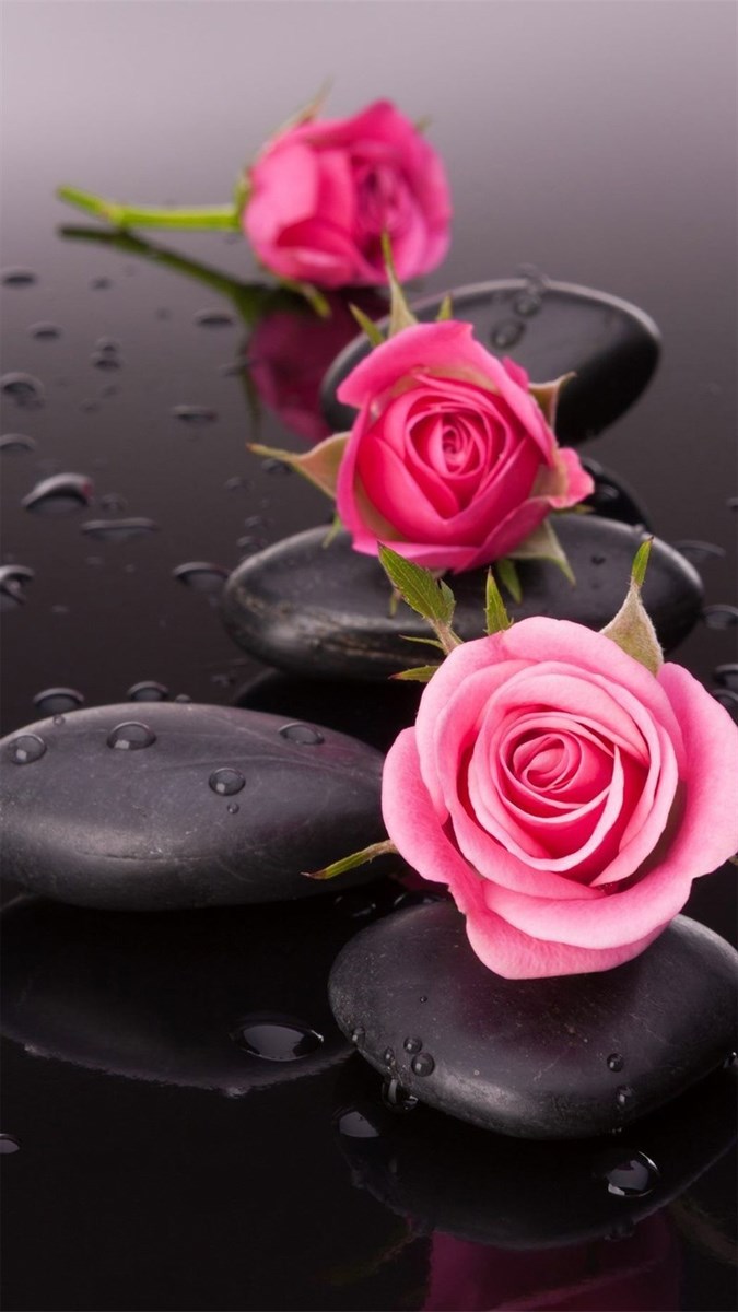 Hình nền hoa hồng đẹp cho điện thoại iPhone, Android