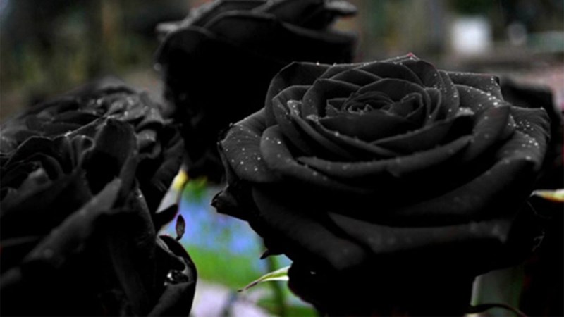Tổng hợp hơn 100 hình nền hoa hồng đẹp cho desktop hay nhất - Tin học Đông  Hòa