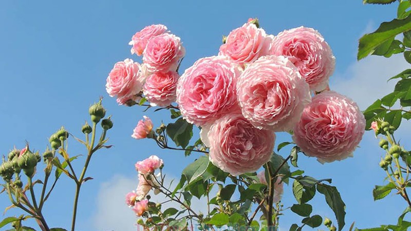 Những hình ảnh hoa hồng đẹp nhất