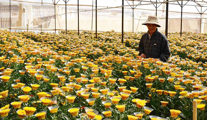 Người dân chăm sóc hoa một cách tỉ mỉ tại làng hoa Thái Phiên