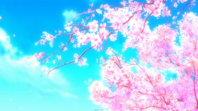 Ảnh nền hoa anh đào trong anime - 10 (Kích thước: 1920 x 1080)