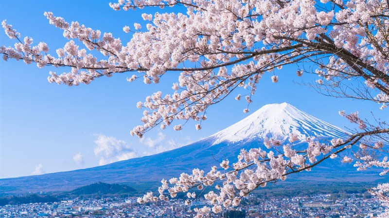 Nhật Bản luôn là một nguồn cảm hứng vô tận để tạo ra những hình nền máy tính đẹp mắt. Thêm vào đó, hoa anh đào là biểu tượng văn hoá của đất nước này. Với hình nền hoa anh đào 4k đầy màu sắc, bạn sẽ được tận hưởng những giây phút thư giãn dưới gốc cây anh đào xinh đẹp.