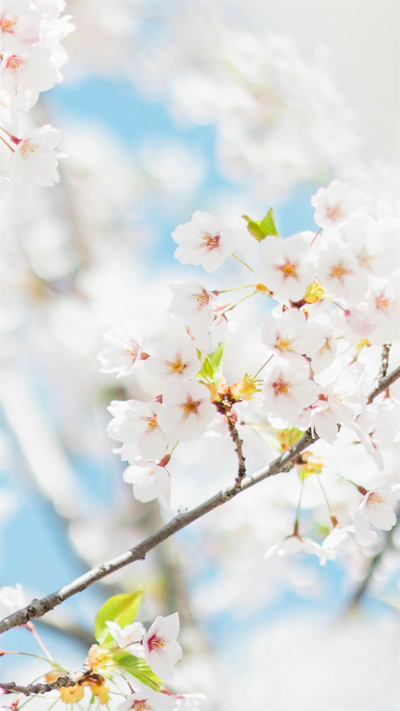 Hoa anh đào là biểu tượng đặc trưng của Nhật Bản, mang đến sắc hồng mềm mại và tình cảm. Hãy xem hình ảnh để cùng bước vào thế giới ảo mang đầy tình yêu và lãng mạn!