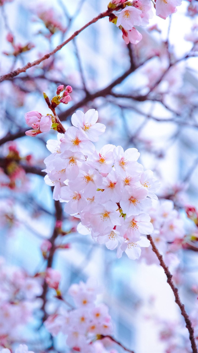 Hãy lấy tinh hoa của mùa xuân vào tay với hình nền hoa đào tràn đầy sắc hồng. Cùng chiêm ngưỡng vẻ đẹp mộc mạc, giản dị nhưng lại mang trong mình một sức sống mãnh liệt và ý nghĩa đầy sâu sắc.