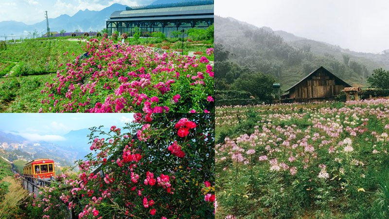 Thung lũng Hoa Hồng