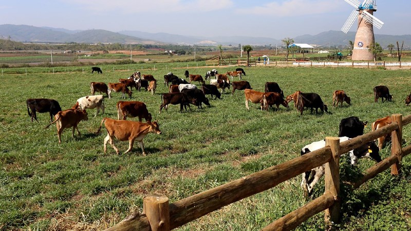 Dalat Milk Farm