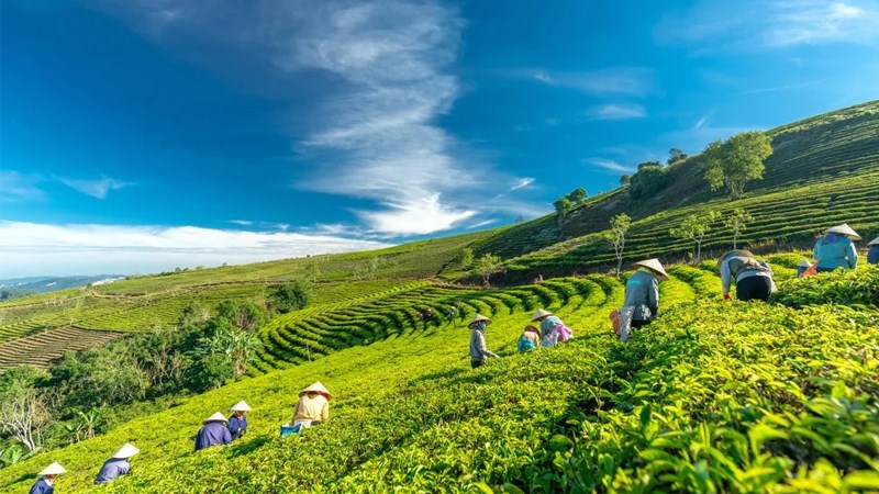 Đồi chè Cầu Đất
