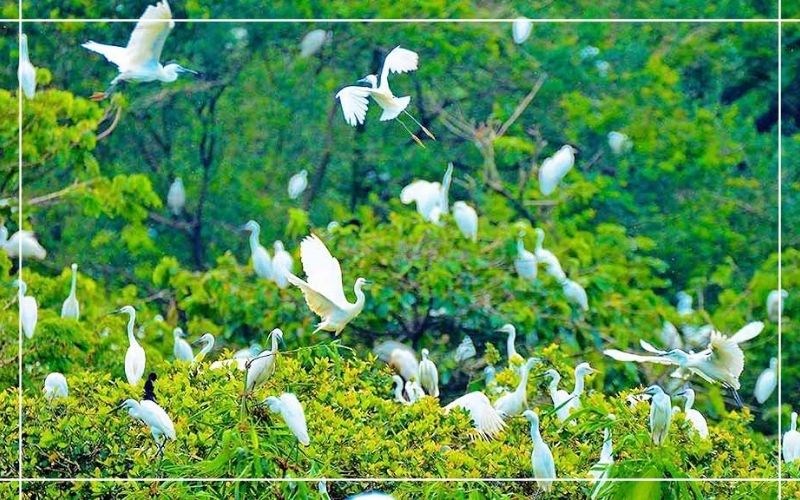  Vườn cò Tân Long