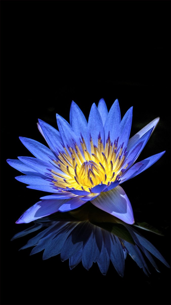 Hình nền hoa súng - 6 (Kích thước: 1080 x 1920)