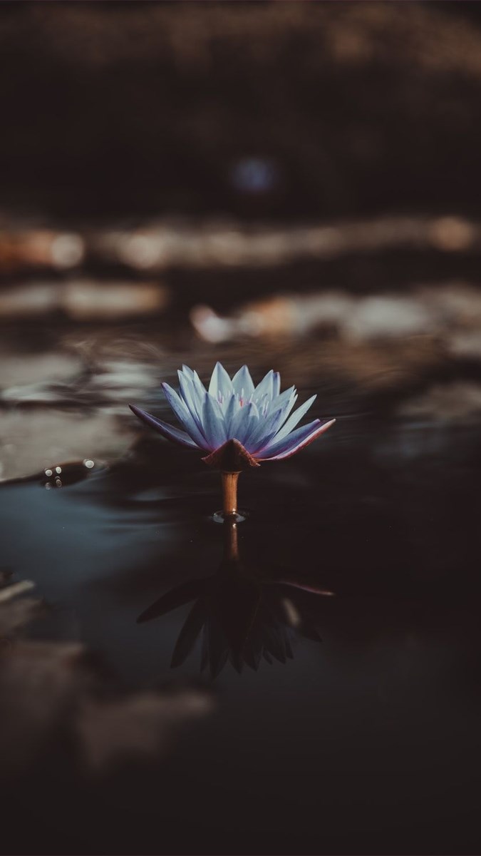 Hình nền hoa súng - 9 (Kích thước: 1080 x 1920)