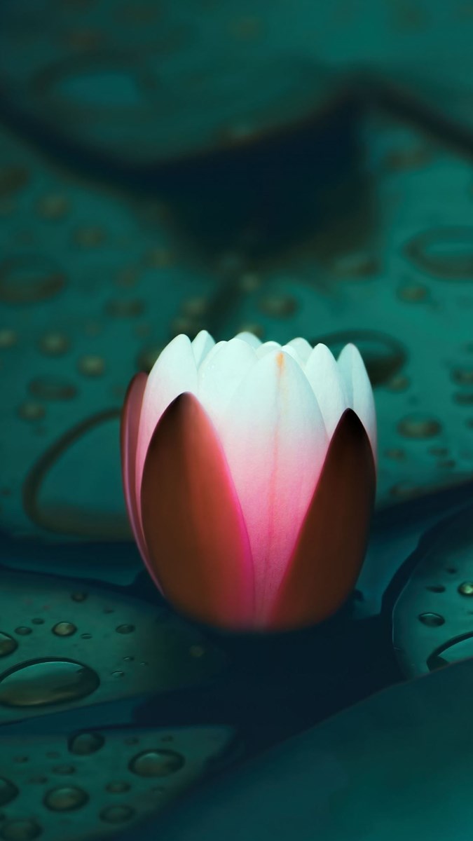 Hình nền hoa súng - 11 (Kích thước: 1080 x 1920)