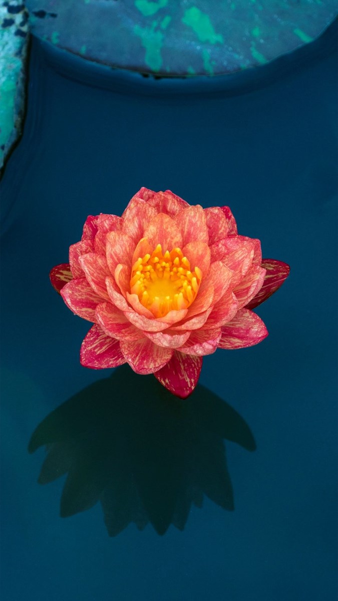 Hình nền hoa súng - 12 (Kích thước: 1080 x 1920)