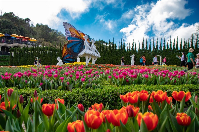 Vườn hoa tulip tại Lễ hội hoa 