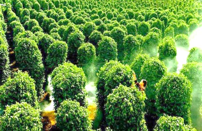 Du lịch Phú Quốc 