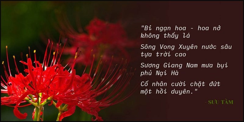 Bài thơ buồn về hoa bỉ ngạn - 05 Bài thơ buồn về hoa bỉ ngạn - 05