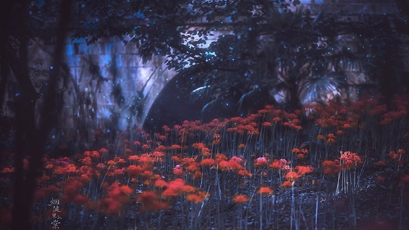 Hoa bỉ ngạn thường mọc sát nhau Hoa bỉ ngạn thường mọc sát nhau