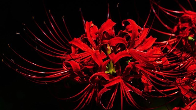 Hình ảnh hoa bỉ ngạn Hình ảnh hoa bỉ ngạn