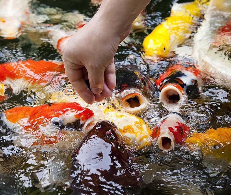 Cho cá Koi ăn - Thủy cung Times City