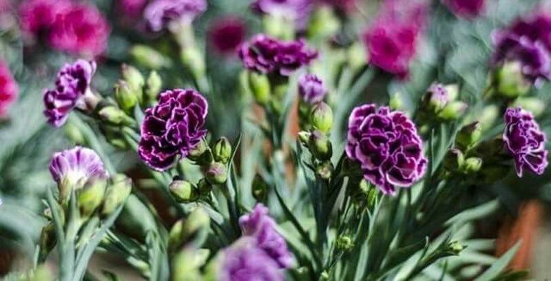 Hoa cẩm chướng màu tím