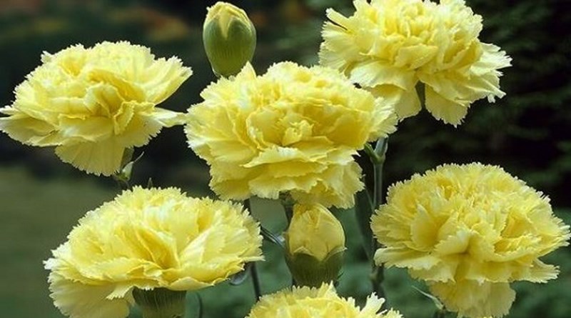 Hoa cẩm chướng màu vàng