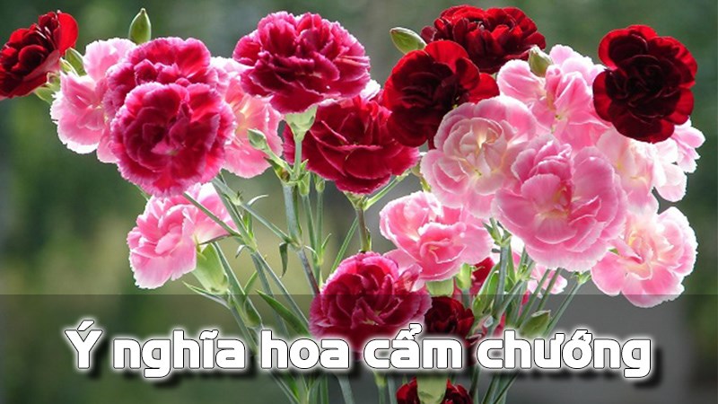Hoa cẩm chướng Ý nghĩa cách chăm sóc và cắm hoa siêu đẹp  Cleanipedia