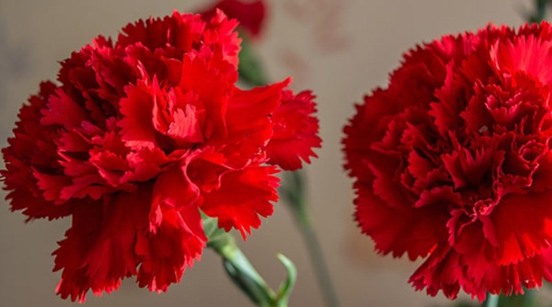 Hoa cẩm chướng màu đỏ