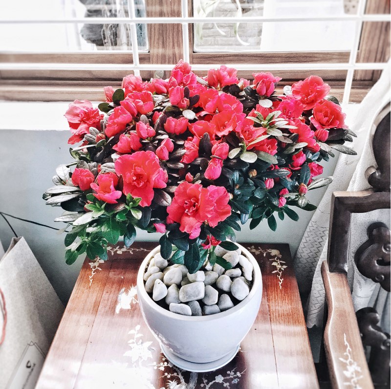 Trưng hoa đỗ quyên trong phòng khách