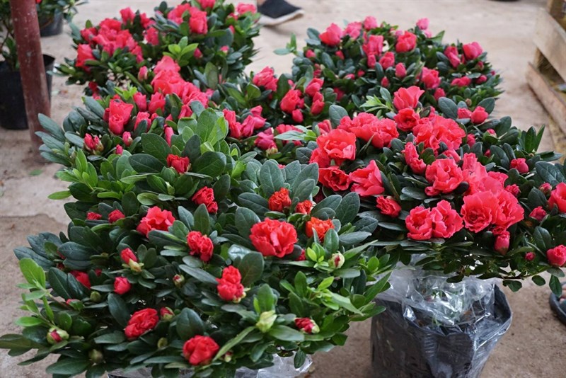 Trưng hoa đỗ quyên trước hiên nhà