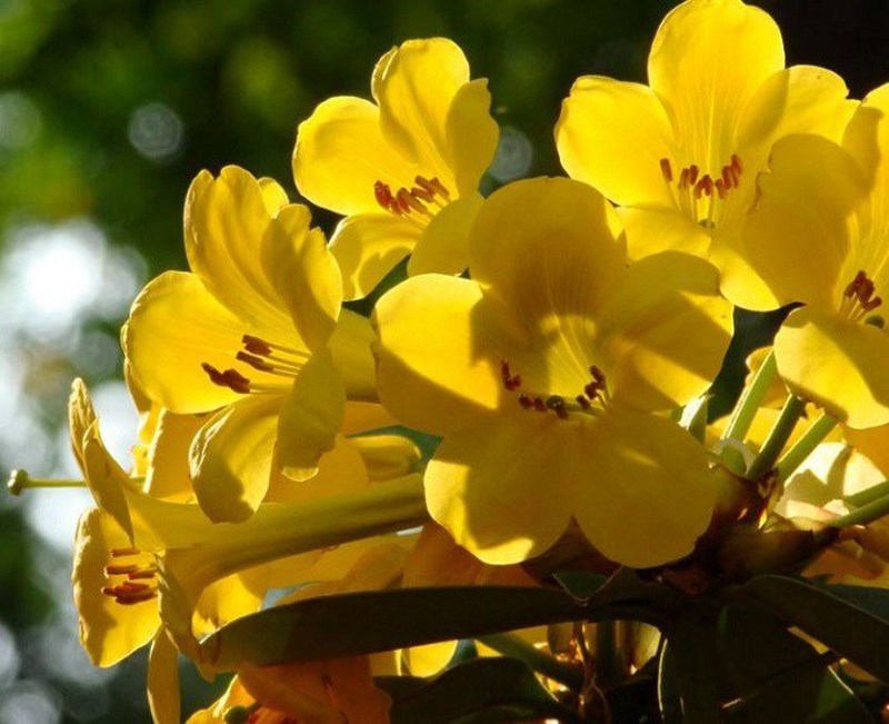 Hoa đỗ quyên vàng
